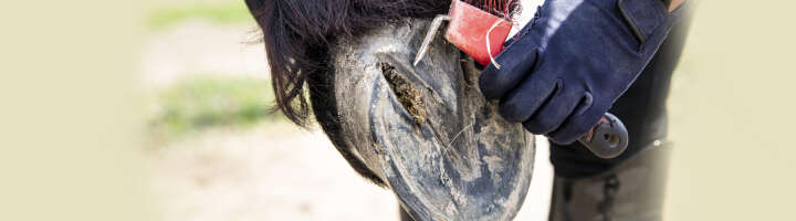 hufpflege kategorieeinstiegsbanner